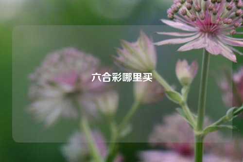 六合彩哪里买