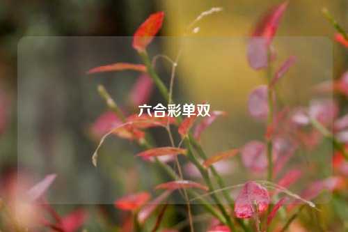 六合彩单双