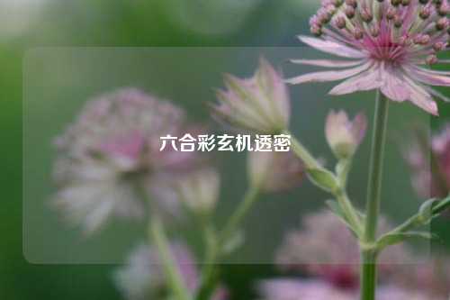 六合彩玄机透密